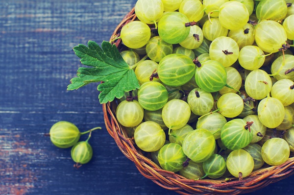 Крыжовник зеленый 