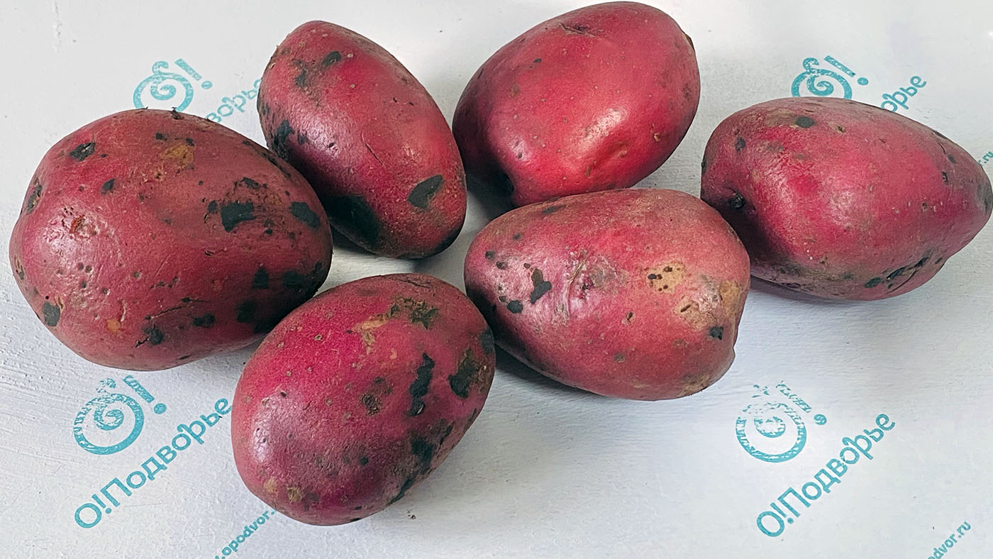 Картофель розовый