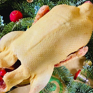 Гусь домашний