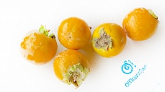 Хурма королёк 