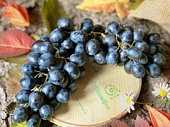 Виноград Изабелла Молдова