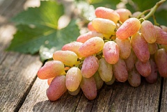 Виноград Тайфи