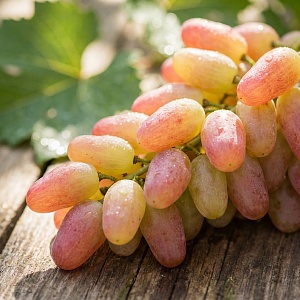 Виноград Тайфи